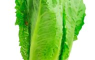 Hidden Romaine E. coli Outbreak Sickened 98 in 2024