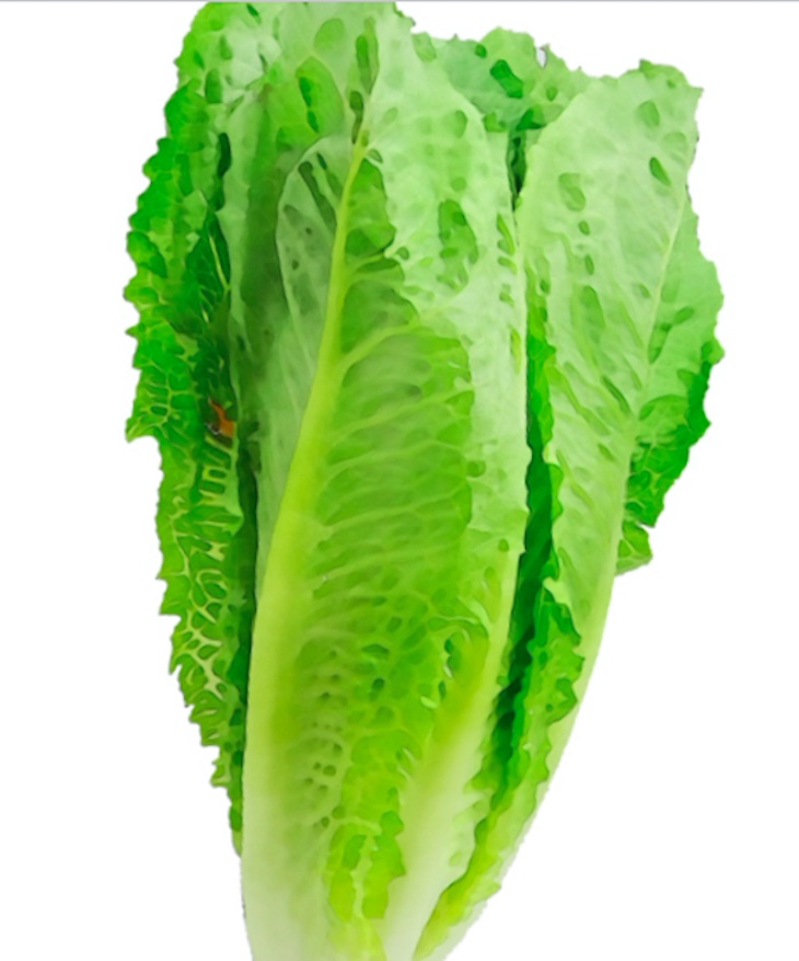 Hidden Romaine E. coli Outbreak Sickened 98 in 2024