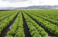 Cornell Study Finds Irrigation Water Contaminates Romaine