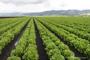 Cornell Study Finds Irrigation Water Contaminates Romaine