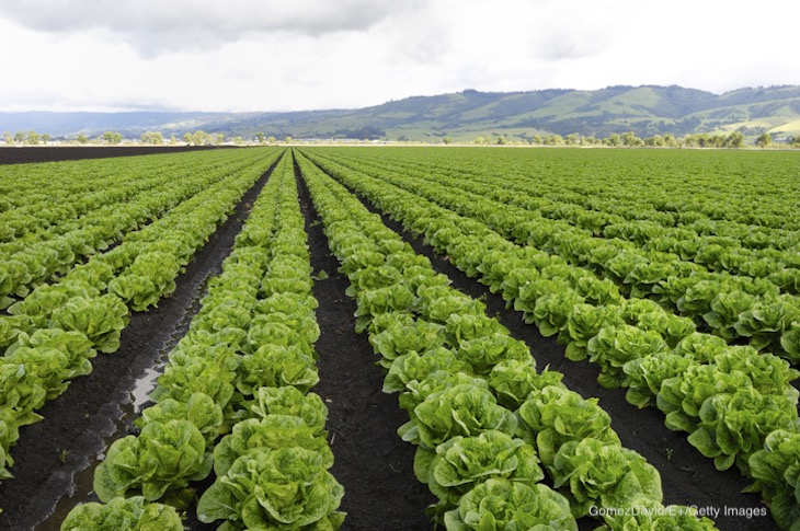 Canada Imposes Import Restrictions on Romaine Imported From CA