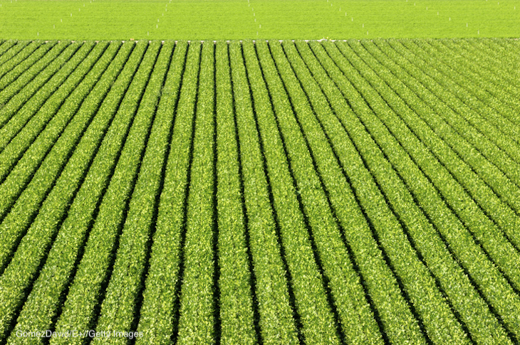 FDA Targets Sampling of Leafy Greens to Enhance Safety