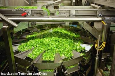 Salad Processing