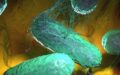 Two in MN Sickened With Salmonella From Tnvitamins Moringa
