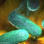 Two in MN Sickened With Salmonella From Tnvitamins Moringa