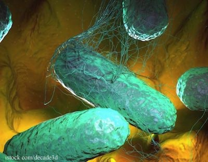 Two in MN Sickened With Salmonella From Tnvitamins Moringa