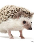 Salmonella Outbreak Linked to Pet Hedgehogs in Canada Sickens 32