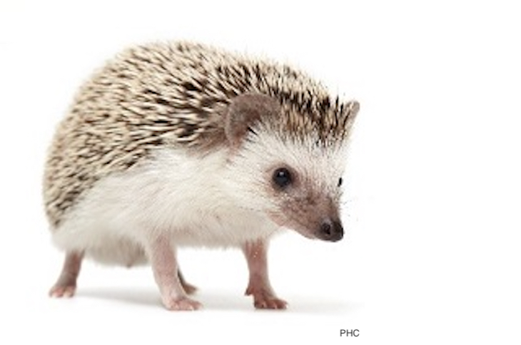 Salmonella Outbreak Linked to Pet Hedgehogs in Canada Sickens 32