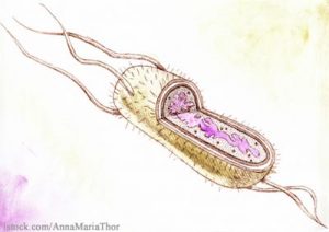 salmonella bacteria typhi illustration fever typhoid illustrations paves resurgence antibiotic resistant way anatomy
