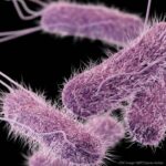 Blackstone Parmesan Ranch Recalled in Canada For Salmonella