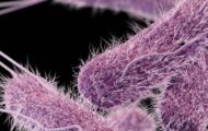 Blackstone Parmesan Ranch Recalled in Canada For Salmonella