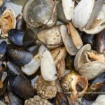 Paralytic Shellfish Poison (PSP) Found Along Washington's Coast