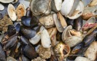 Eight Firms Added to FDA Import Alert For PFAS in Clams