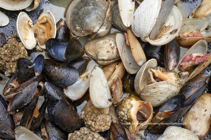 Paralytic Shellfish Poison (PSP) Found Along Washington's Coast