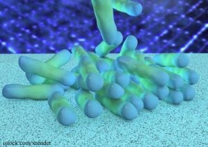 Shigella dysenteriae bacteria - 3d rendered illustration