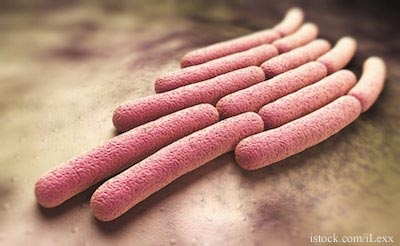 Shigella Bacteria
