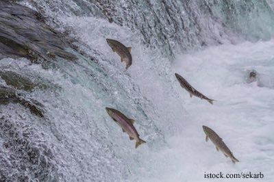 Sockeye Salmon