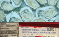 Some Raw Korean Oysters May Be Contaminated With Norovirus