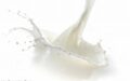Two Campylobacter Raw Milk Outbreaks Sicken Dozens in Idaho