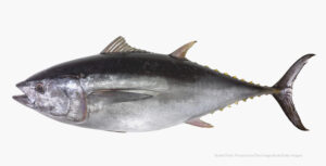 Wegmans Yellowfin Tuna Recalled For High Scombrotoxin Levels