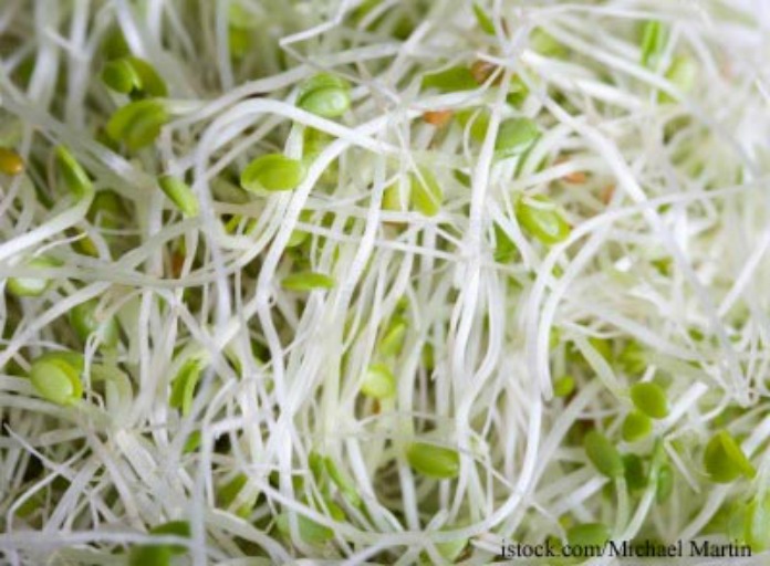 Nebraska Alfalfa Sprout Salmonella Outbreak Sickens 12