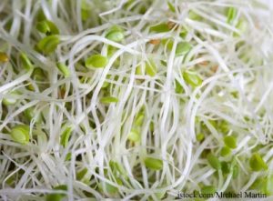 Alfalfa Sprouts Can Harbor E. coli and Salmonella