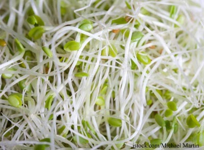 Alfalfa Sprouts