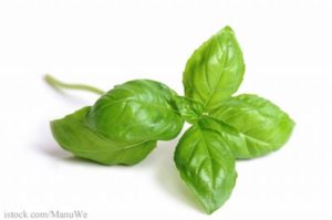 Rock Garden Organic Basil Recalled For Possible Cyclospora