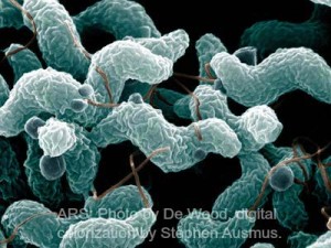 campylobacter-bacteria-ars