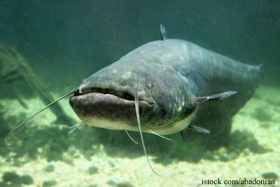 Catfish
