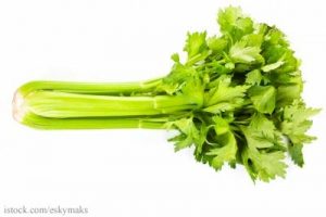 Delicious healthy celery isolated over white background. Natural aphrodisiac.
