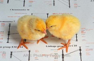 chicks-ars