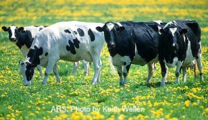 cows-grazing-ars