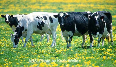 cows grazing