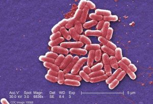 E. coli O157:H7 Bacteria