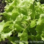 Springworks Organic Green Lettuce Recalled For Metal Shavings