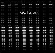 pfge-e-coli