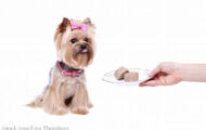 Raaw Energy Raw Dog Food Recall For Listeria Expanded