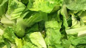 G.O. Lettuces Recalled For Possible Deer Feces Contamination