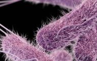 New Salmonella Thompson Outbreak on FDA's Core Table