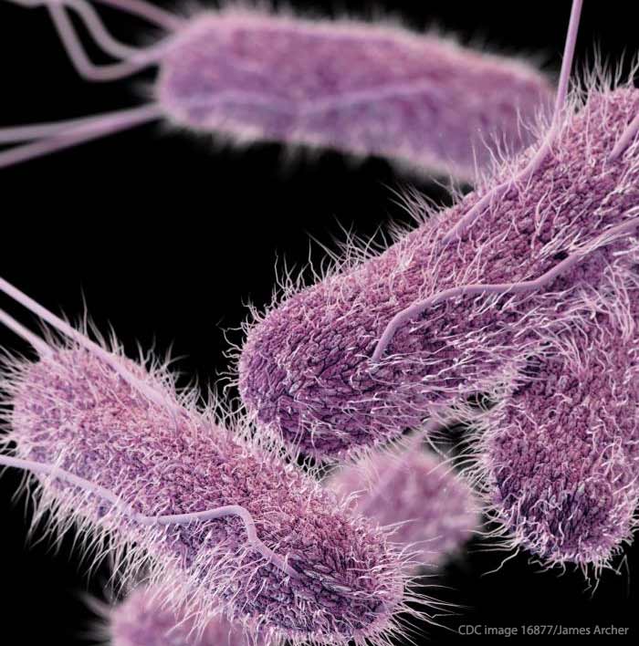 Salmonella Bacteria