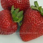 How Are Strawberries Contaminated with Hepatitis A?
